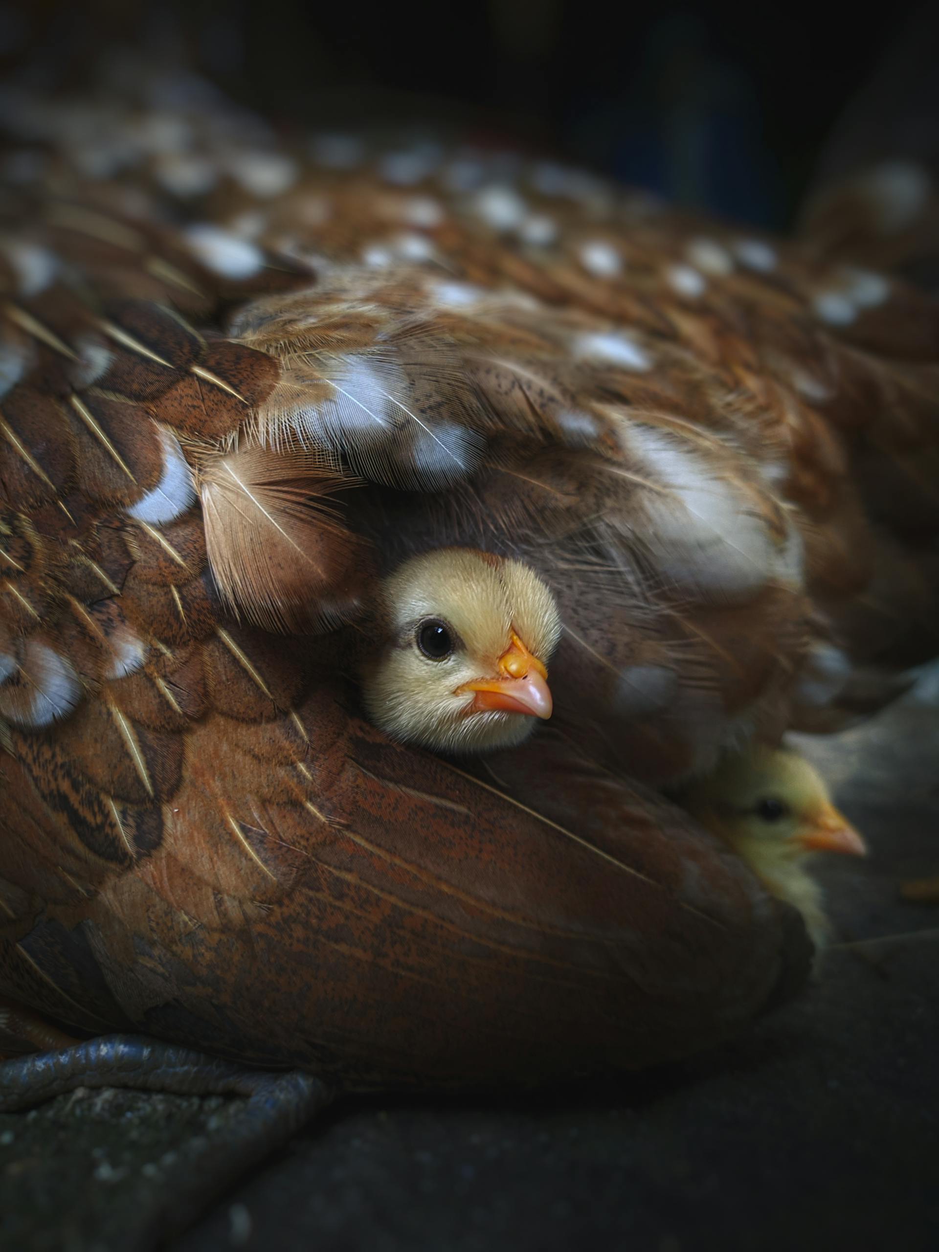 Best Online Chicken Hatcheries (Humane + Sustainable)